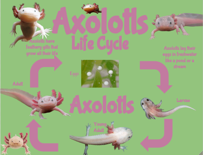 The Life Cycle Of An Axolotl – Layla @ Rāwhiti School